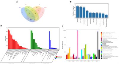 Full-Length Transcriptome Sequencing From the Longest-Lived Freshwater Bony Fish of the World: Bigmouth Buffalo (Ictiobus Cyprinellus)